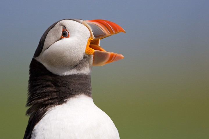 Papageitaucher Fratercula arctica Atlantic Puffin